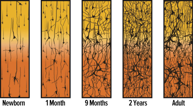 ch1-fg3-synapse-density-over-time